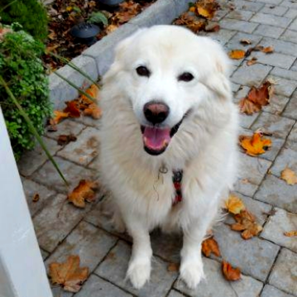 Meet your Posher, Maggie
